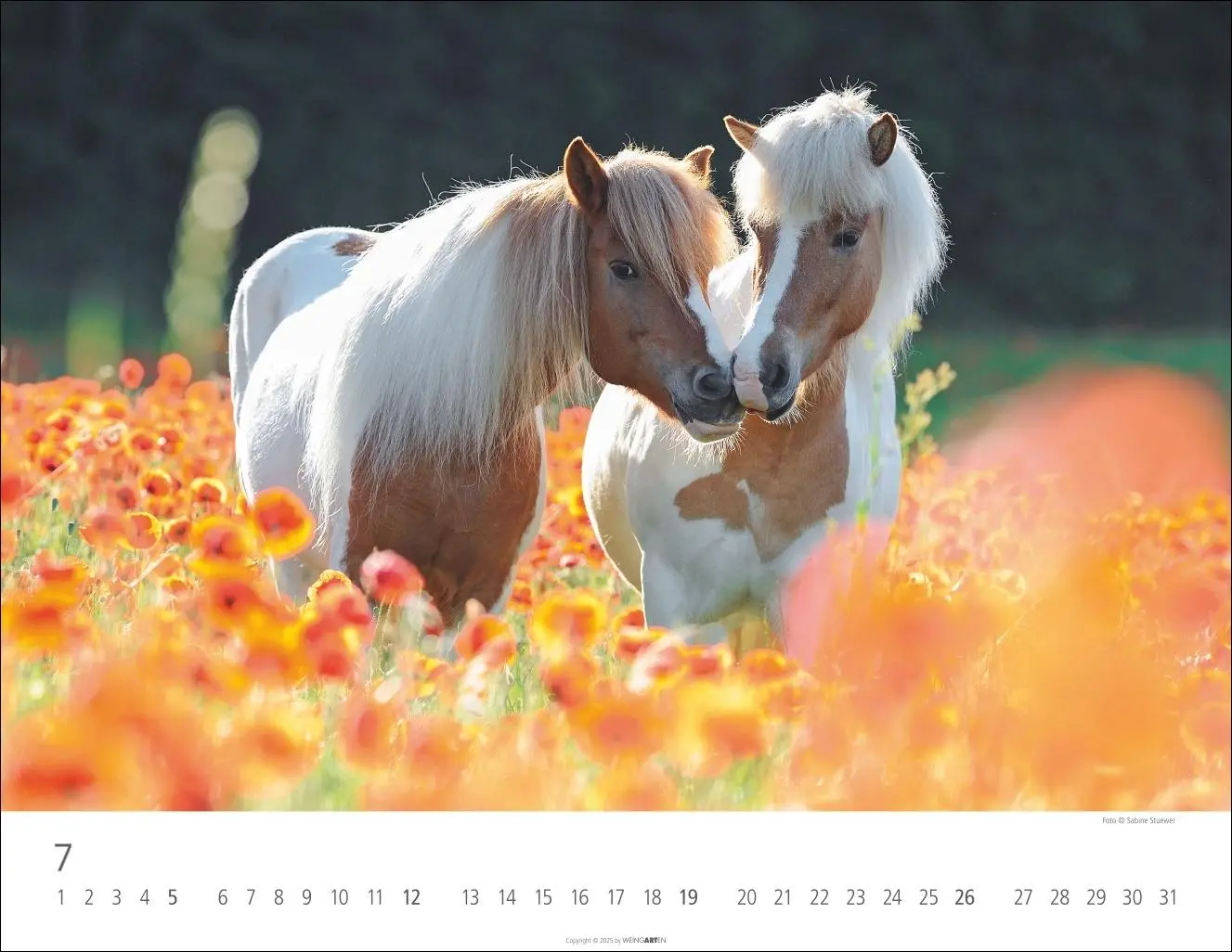 Bild: 9783839902011 | Islandpferde Kalender 2026 | Sabine Stuewer | Kalender | Spiralbindung