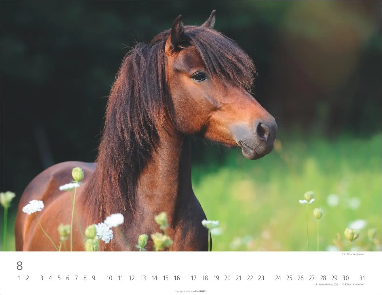 Bild: 9783839902011 | Islandpferde Kalender 2026 | Sabine Stuewer | Kalender | Spiralbindung
