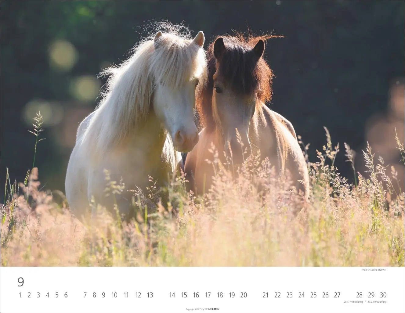 Bild: 9783839902011 | Islandpferde Kalender 2026 | Sabine Stuewer | Kalender | Spiralbindung