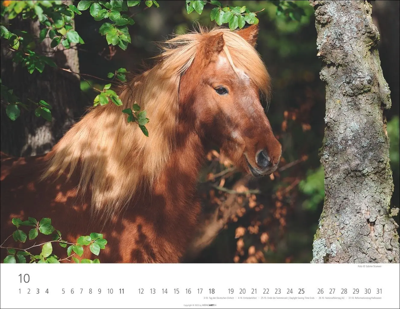Bild: 9783839902011 | Islandpferde Kalender 2026 | Sabine Stuewer | Kalender | Spiralbindung