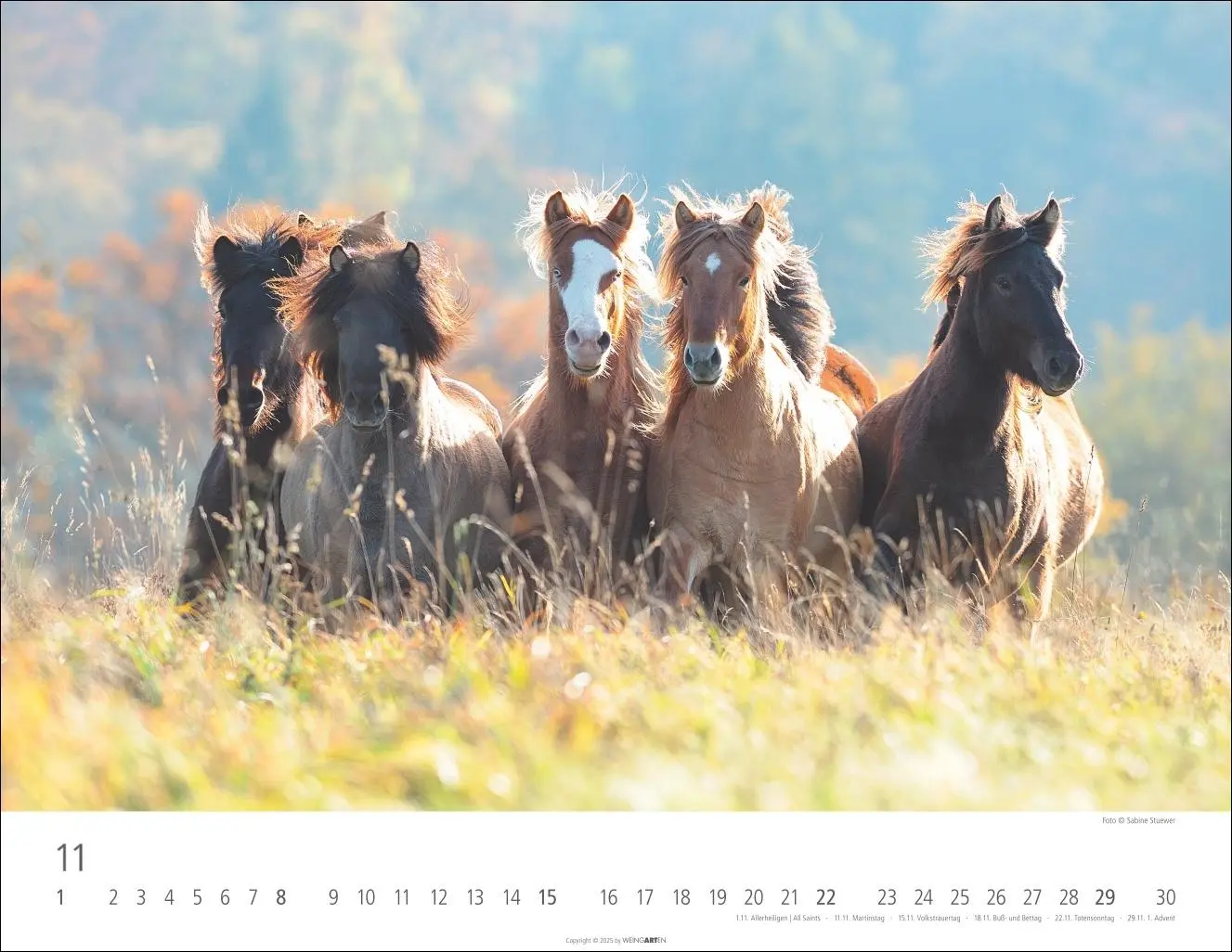 Bild: 9783839902011 | Islandpferde Kalender 2026 | Sabine Stuewer | Kalender | Spiralbindung