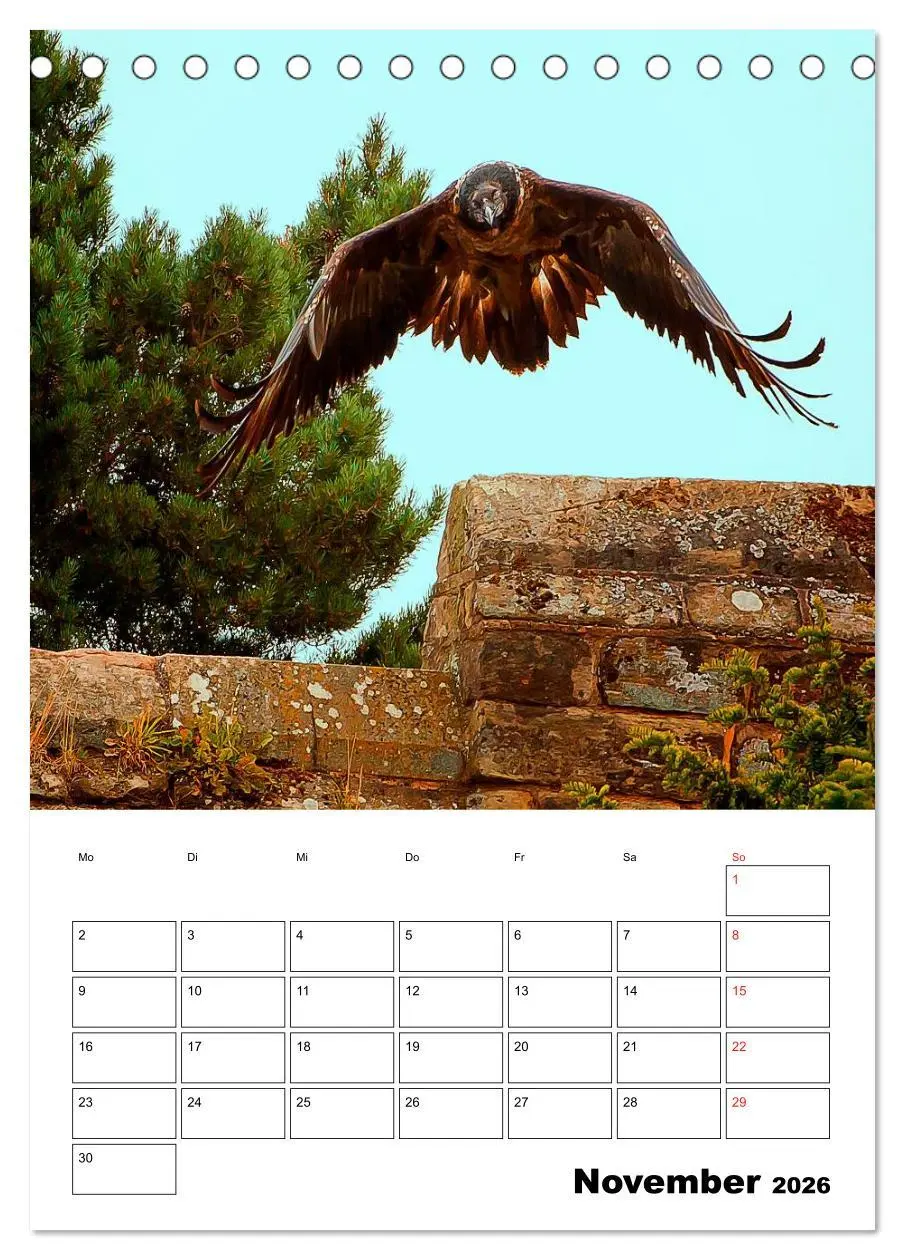 Bild: 9783516462111 | Raub- und Greifvögel im Flug (Tischkalender 2026 DIN A5 hoch),...
