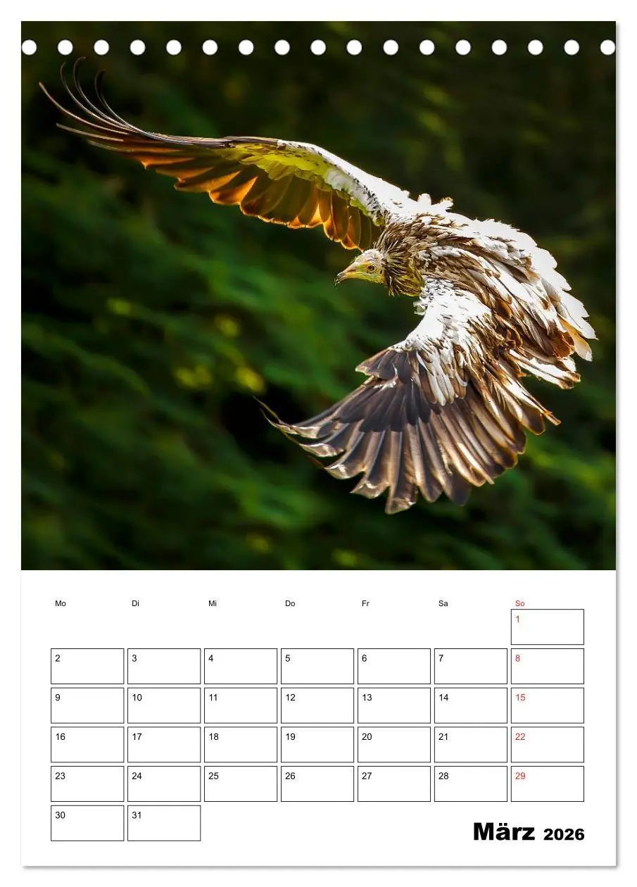 Bild: 9783516462111 | Raub- und Greifvögel im Flug (Tischkalender 2026 DIN A5 hoch),...