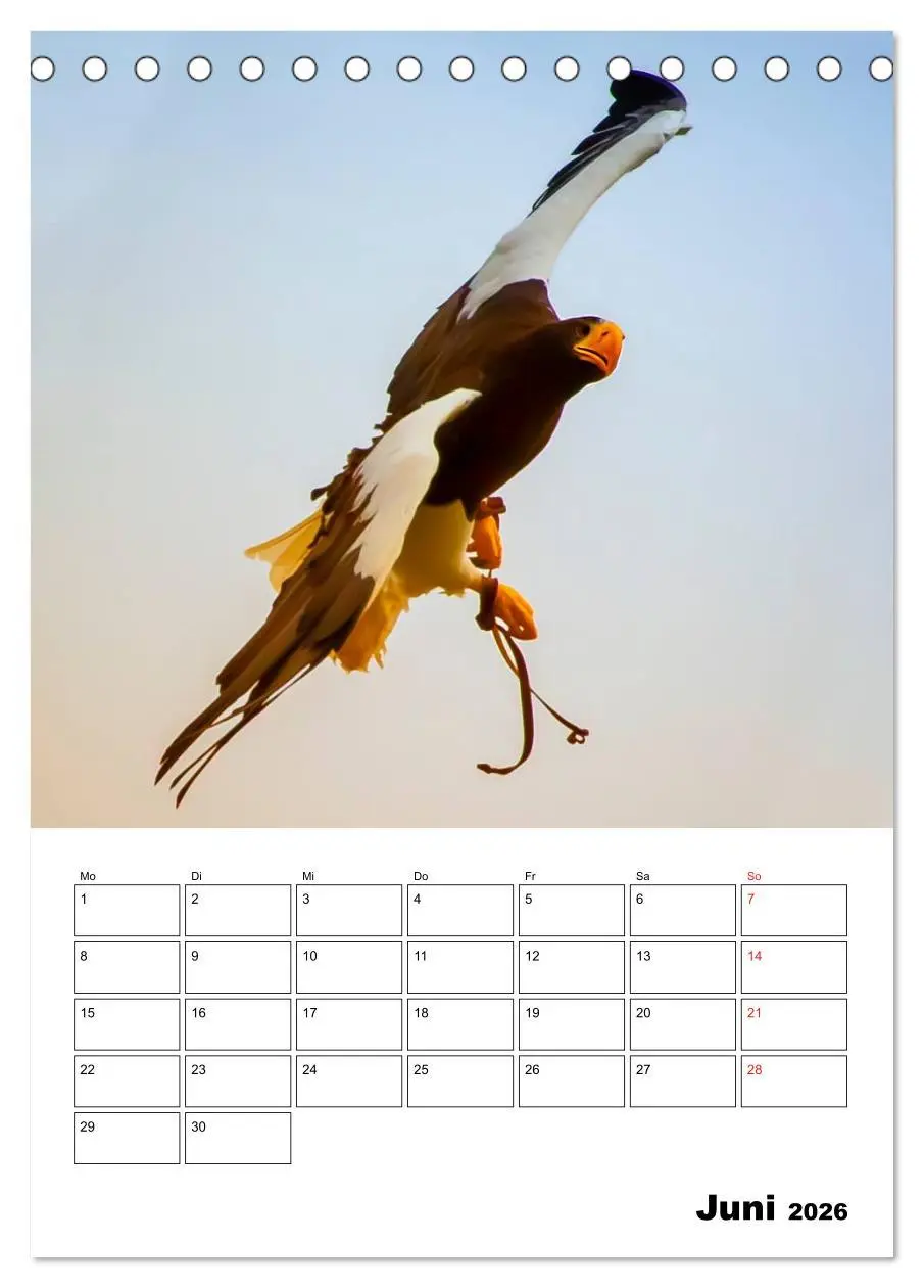 Bild: 9783516462111 | Raub- und Greifvögel im Flug (Tischkalender 2026 DIN A5 hoch),...