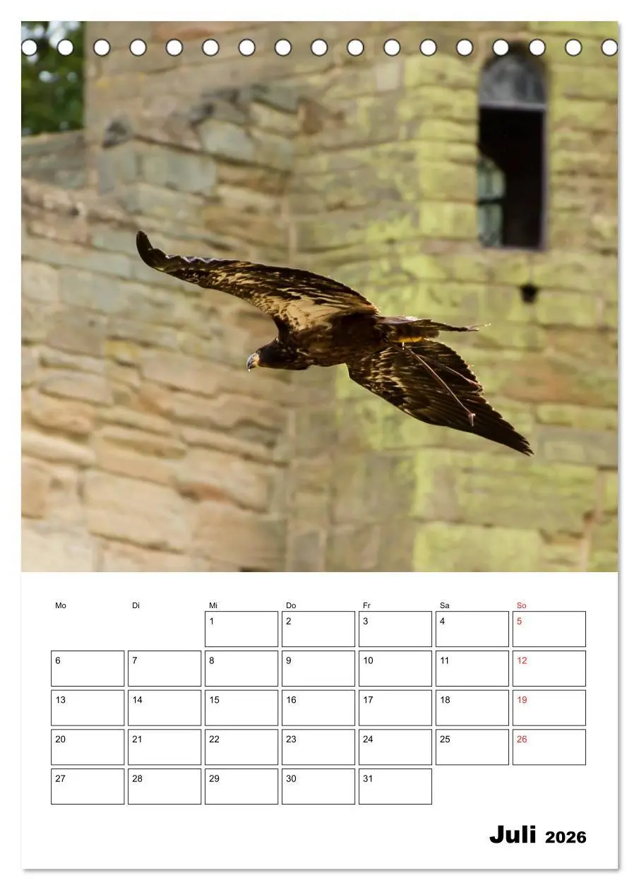 Bild: 9783516462111 | Raub- und Greifvögel im Flug (Tischkalender 2026 DIN A5 hoch),...