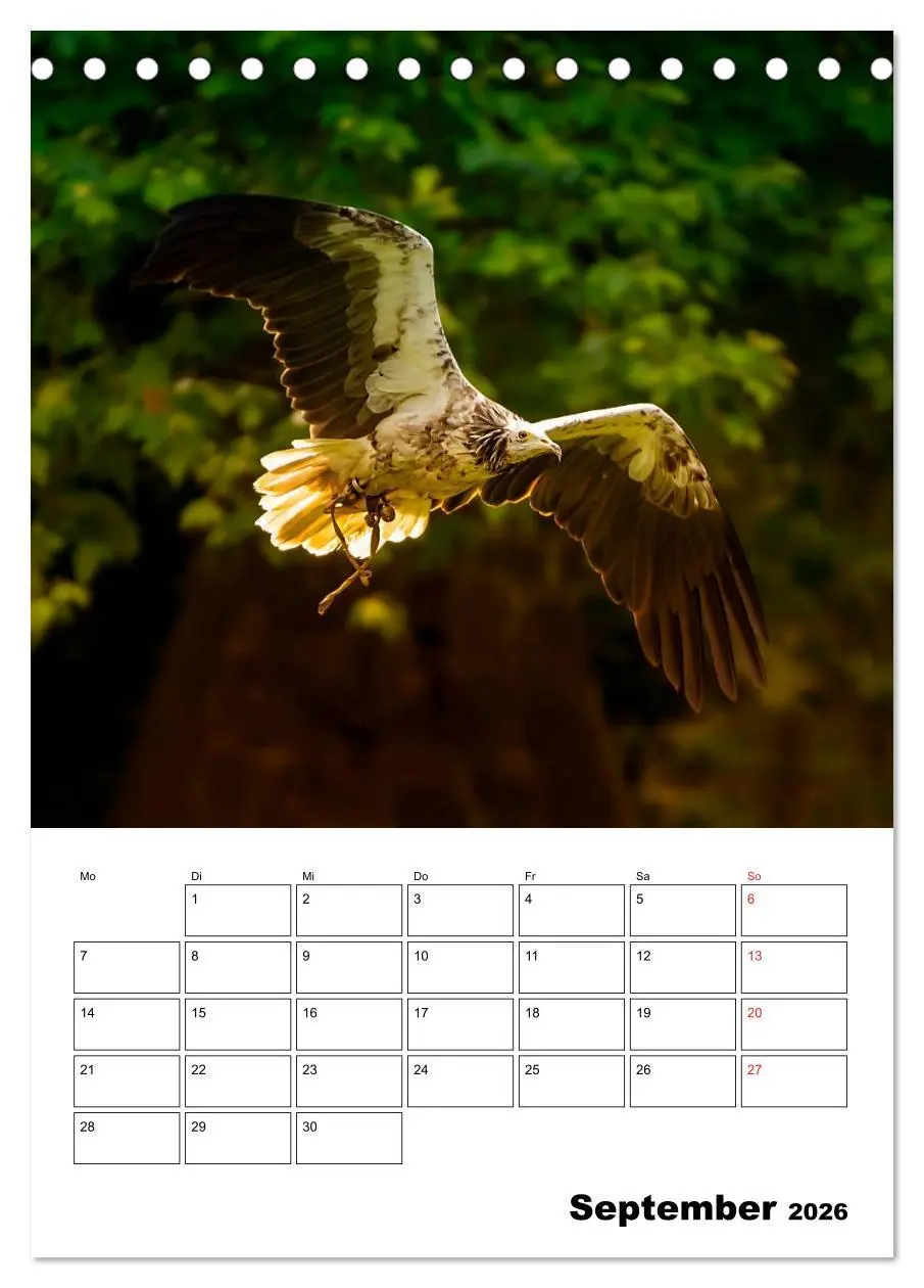 Bild: 9783516462111 | Raub- und Greifvögel im Flug (Tischkalender 2026 DIN A5 hoch),...