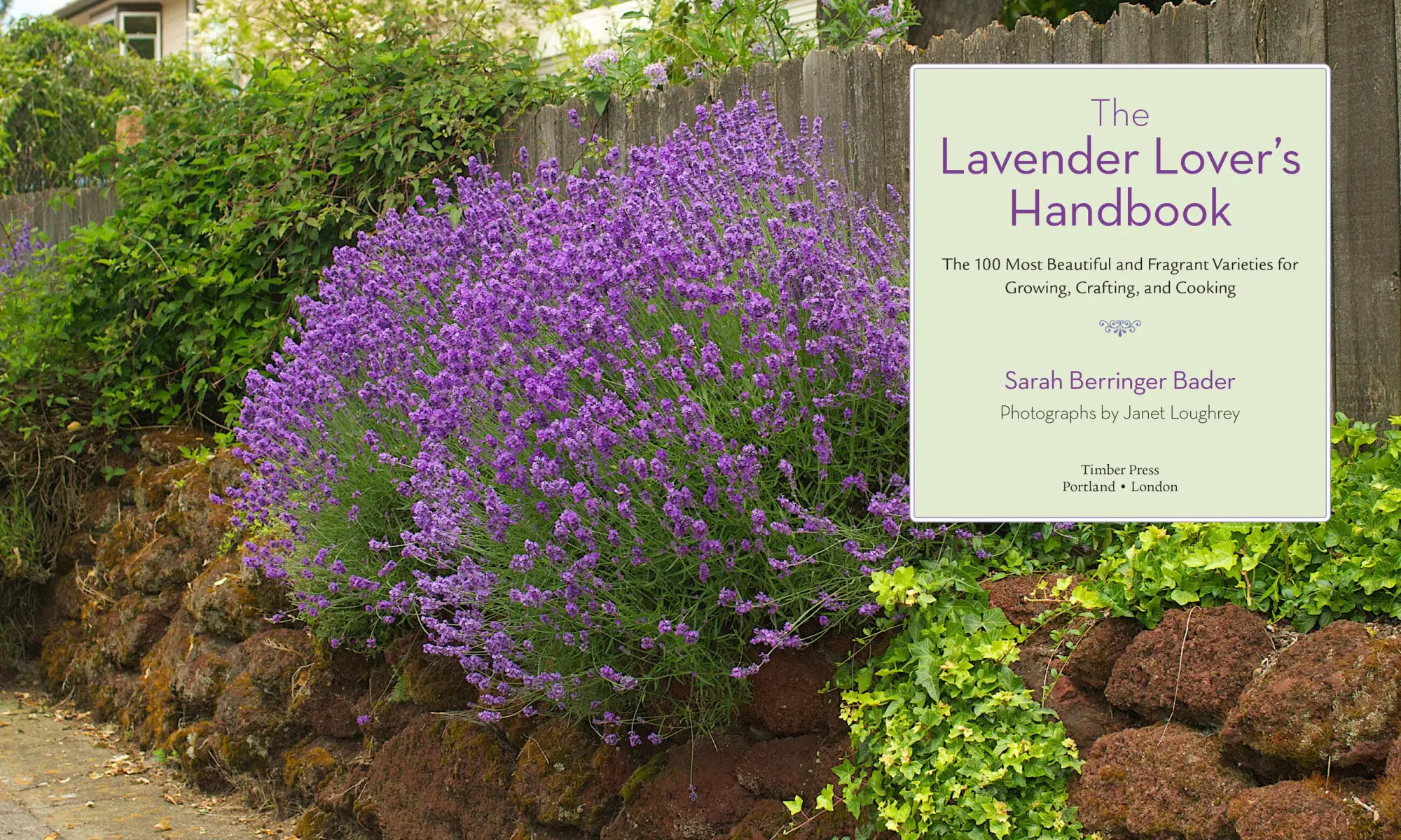 Bild: 9781604692211 | The Lavender Lover's Handbook | Sarah Berringer Bader | Buch | 2012