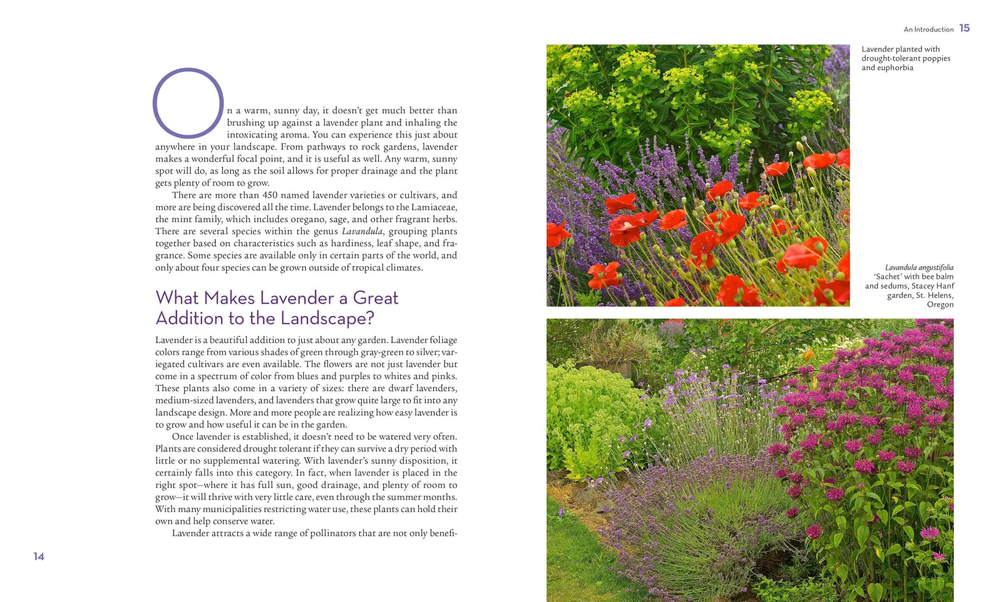 Bild: 9781604692211 | The Lavender Lover's Handbook | Sarah Berringer Bader | Buch | 2012