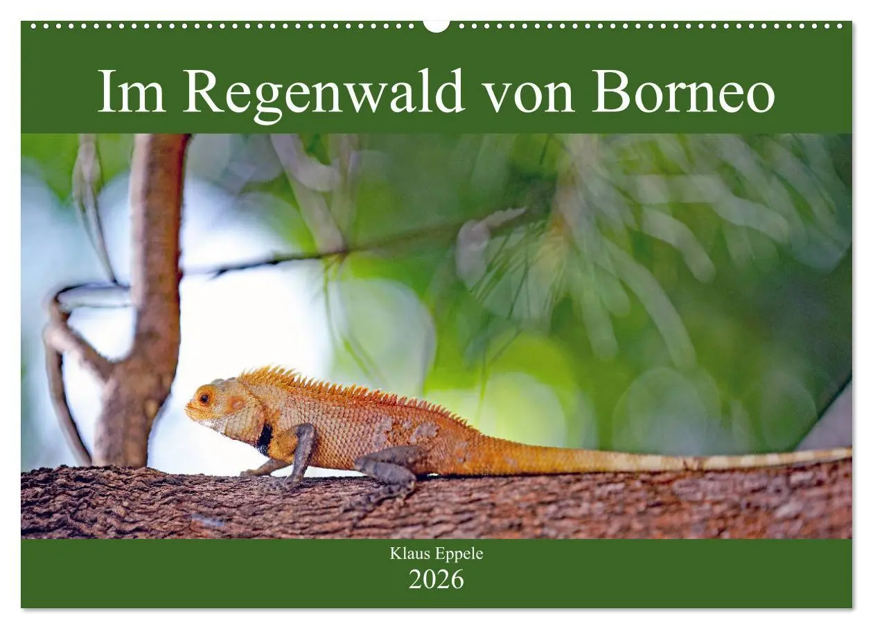 Cover: 9783457742211 | Im Regenwald von Borneo (Wandkalender 2026 DIN A2 quer), CALVENDO...