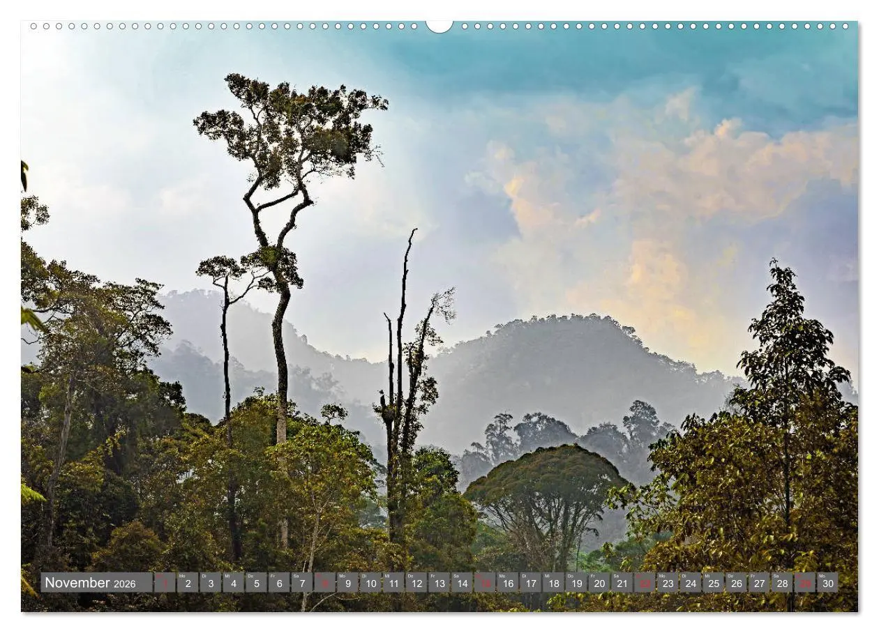 Bild: 9783457742211 | Im Regenwald von Borneo (Wandkalender 2026 DIN A2 quer), CALVENDO...