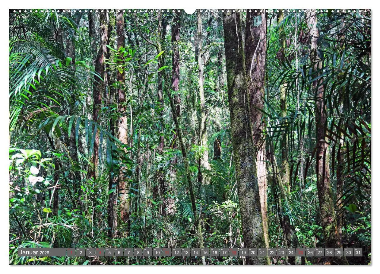 Bild: 9783457742211 | Im Regenwald von Borneo (Wandkalender 2026 DIN A2 quer), CALVENDO...