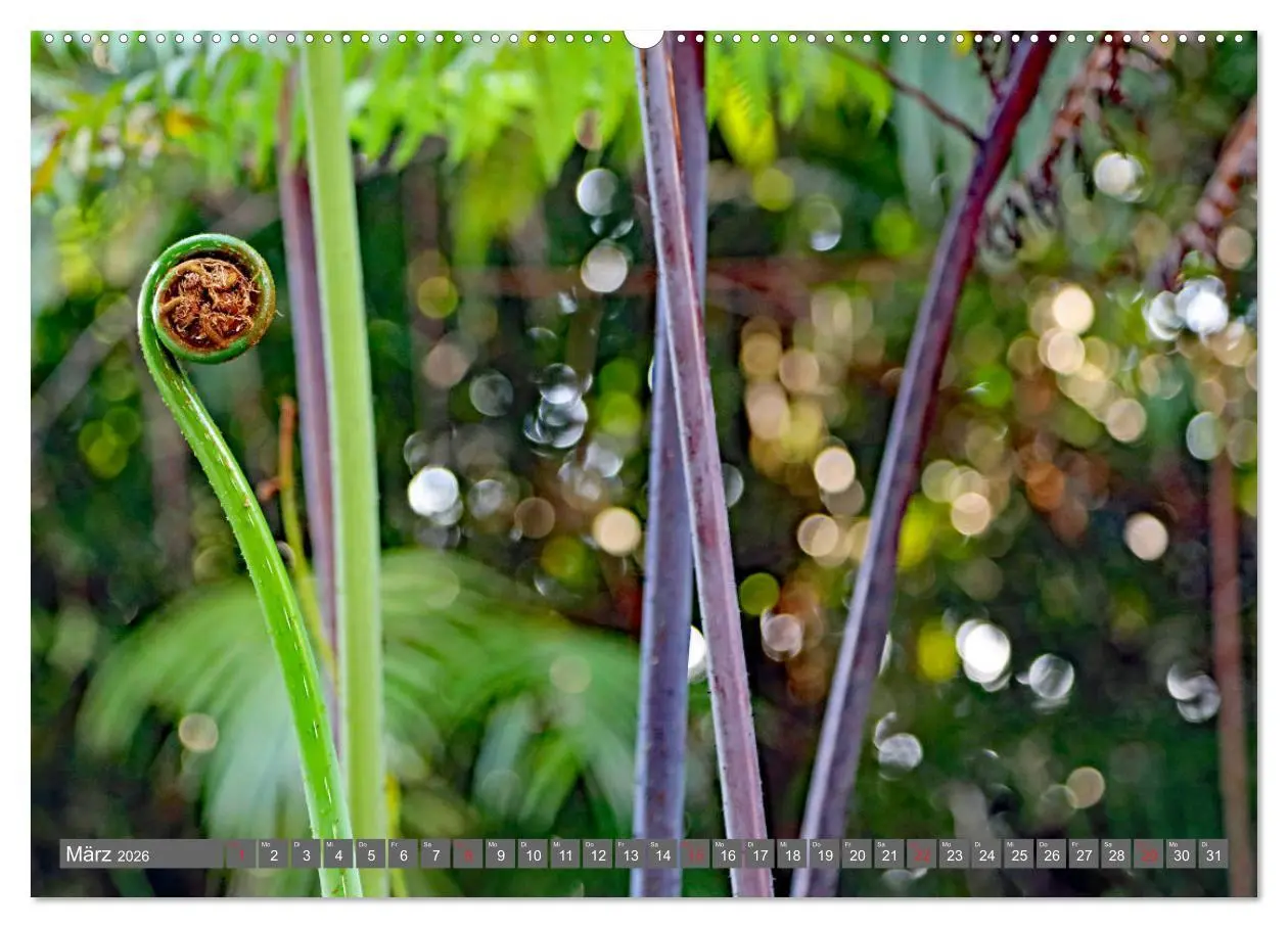 Bild: 9783457742211 | Im Regenwald von Borneo (Wandkalender 2026 DIN A2 quer), CALVENDO...
