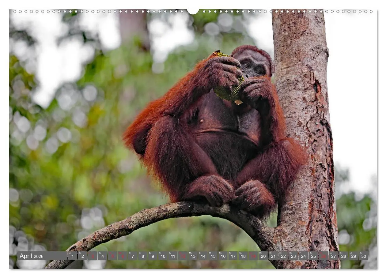 Bild: 9783457742211 | Im Regenwald von Borneo (Wandkalender 2026 DIN A2 quer), CALVENDO...