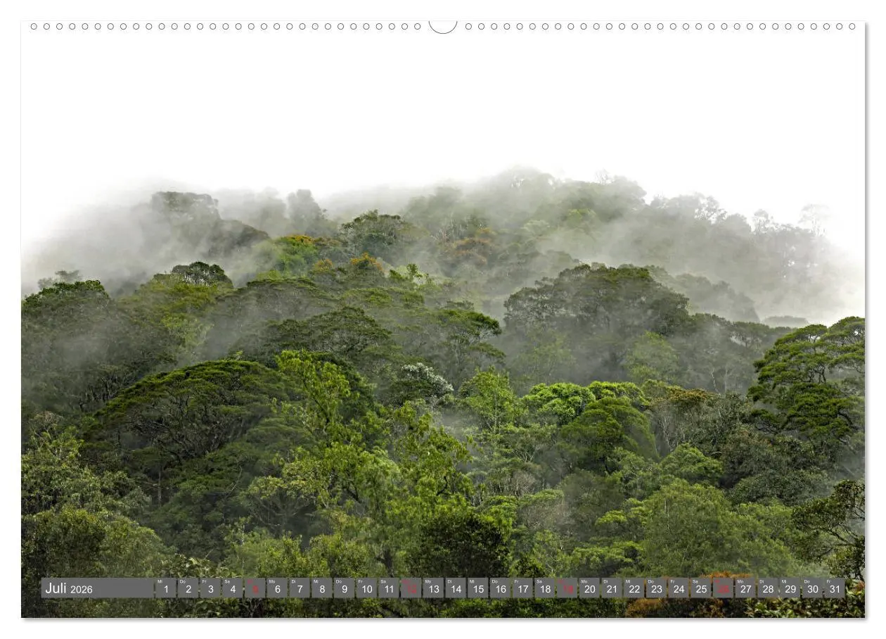 Bild: 9783457742211 | Im Regenwald von Borneo (Wandkalender 2026 DIN A2 quer), CALVENDO...