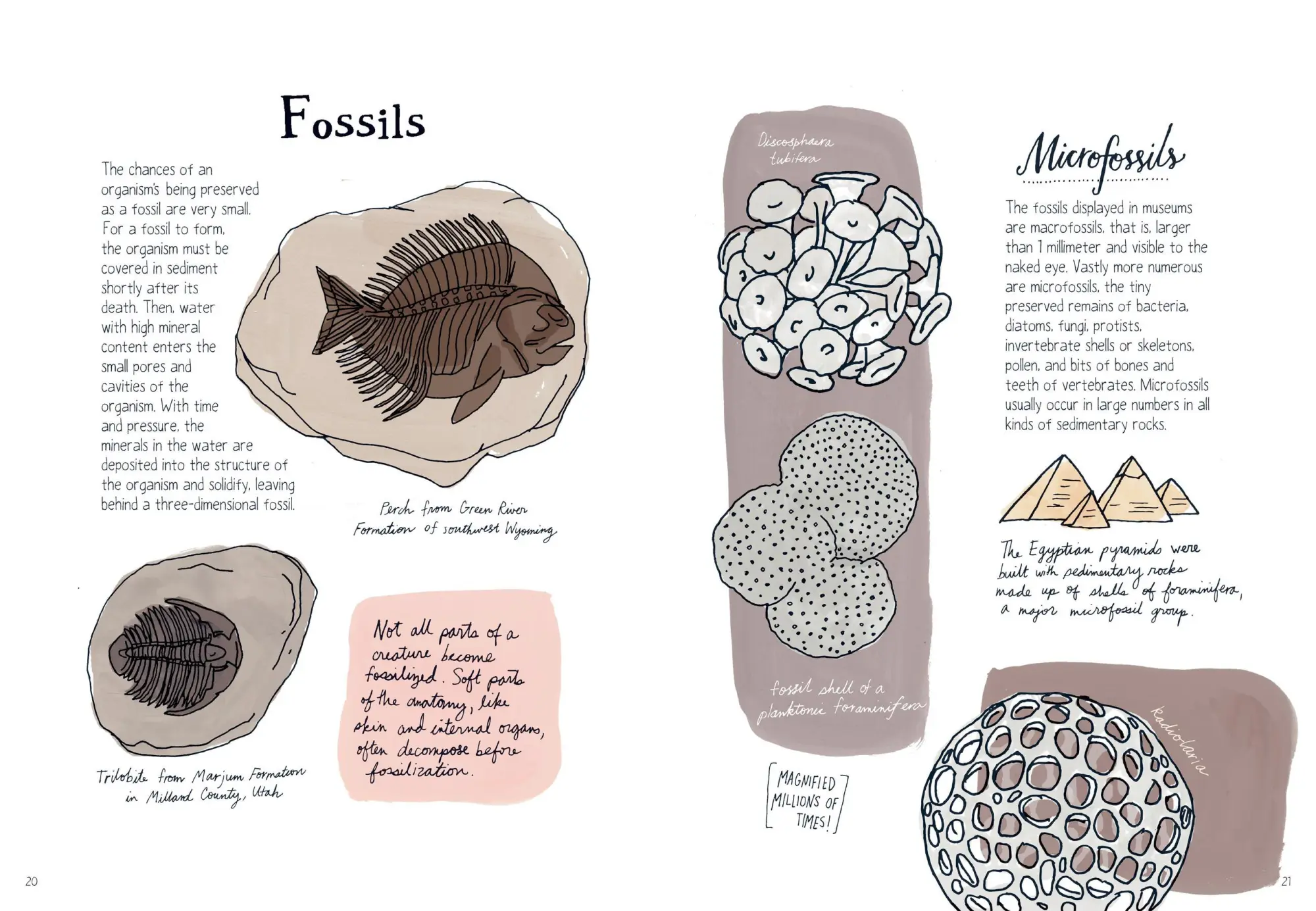 Bild: 9781612122311 | Nature Anatomy | The Curious Parts and Pieces of the Natural World