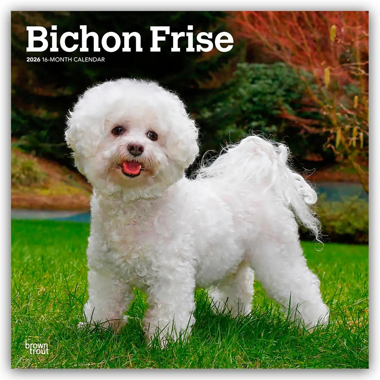 Cover: 9798330702411 | Bichon Frisé 2026 - 16-Monatskalender | Browntrout Publishers | 2026