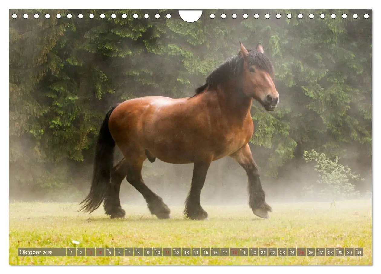 Bild: 9783457922811 | Kaltblüter - Schwere Pferde mit Charme (Wandkalender 2026 DIN A4...
