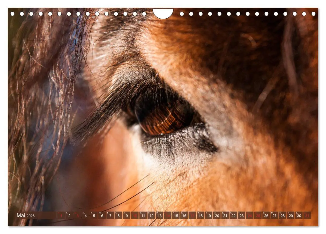 Bild: 9783457922811 | Kaltblüter - Schwere Pferde mit Charme (Wandkalender 2026 DIN A4...