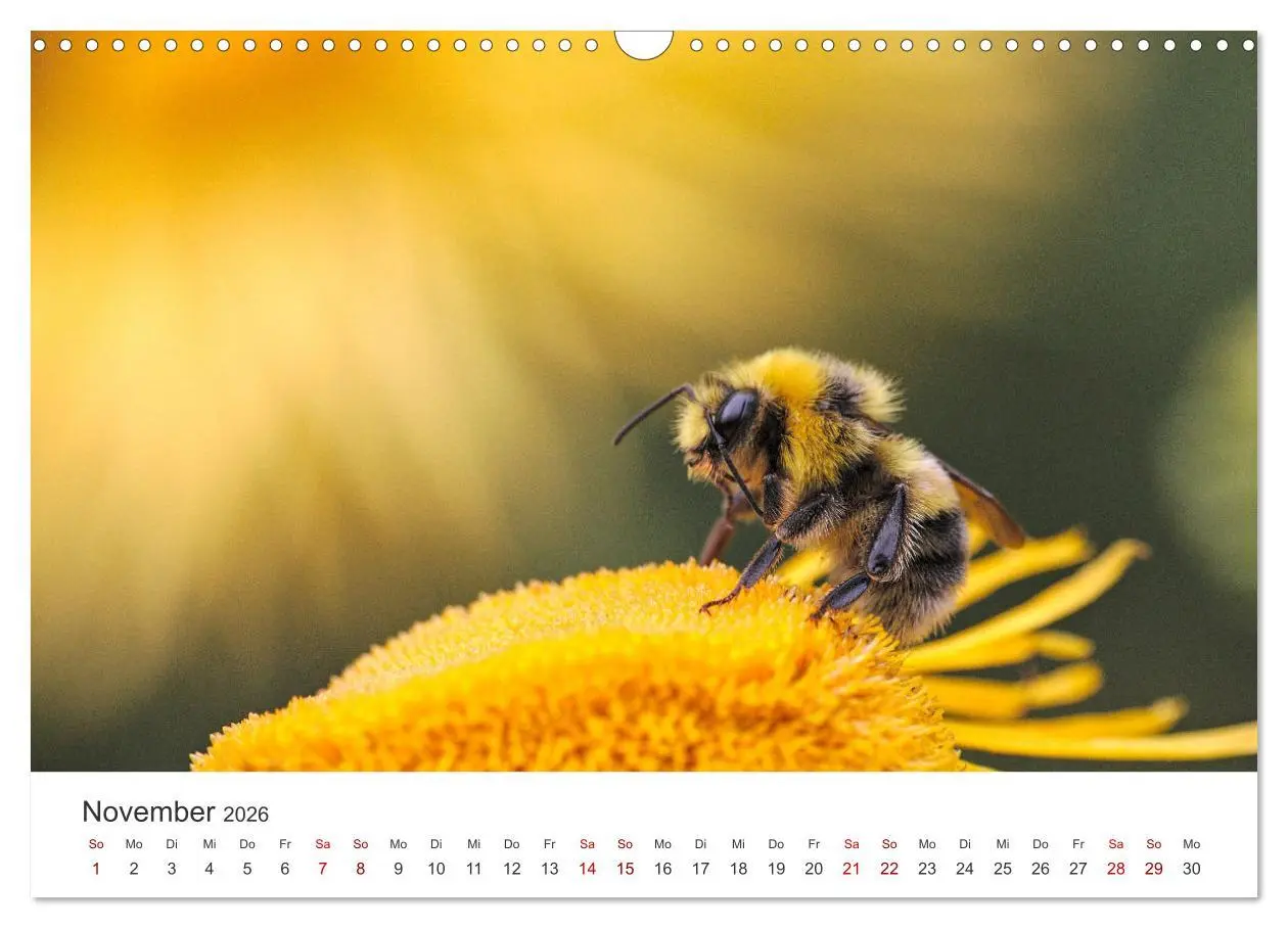 Bild: 9783457602911 | Bienen - Die fleißigen Tierchen die den Honig herstellen....