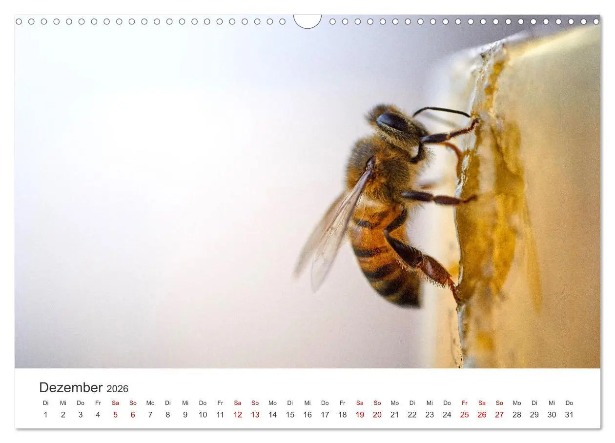 Bild: 9783457602911 | Bienen - Die fleißigen Tierchen die den Honig herstellen....