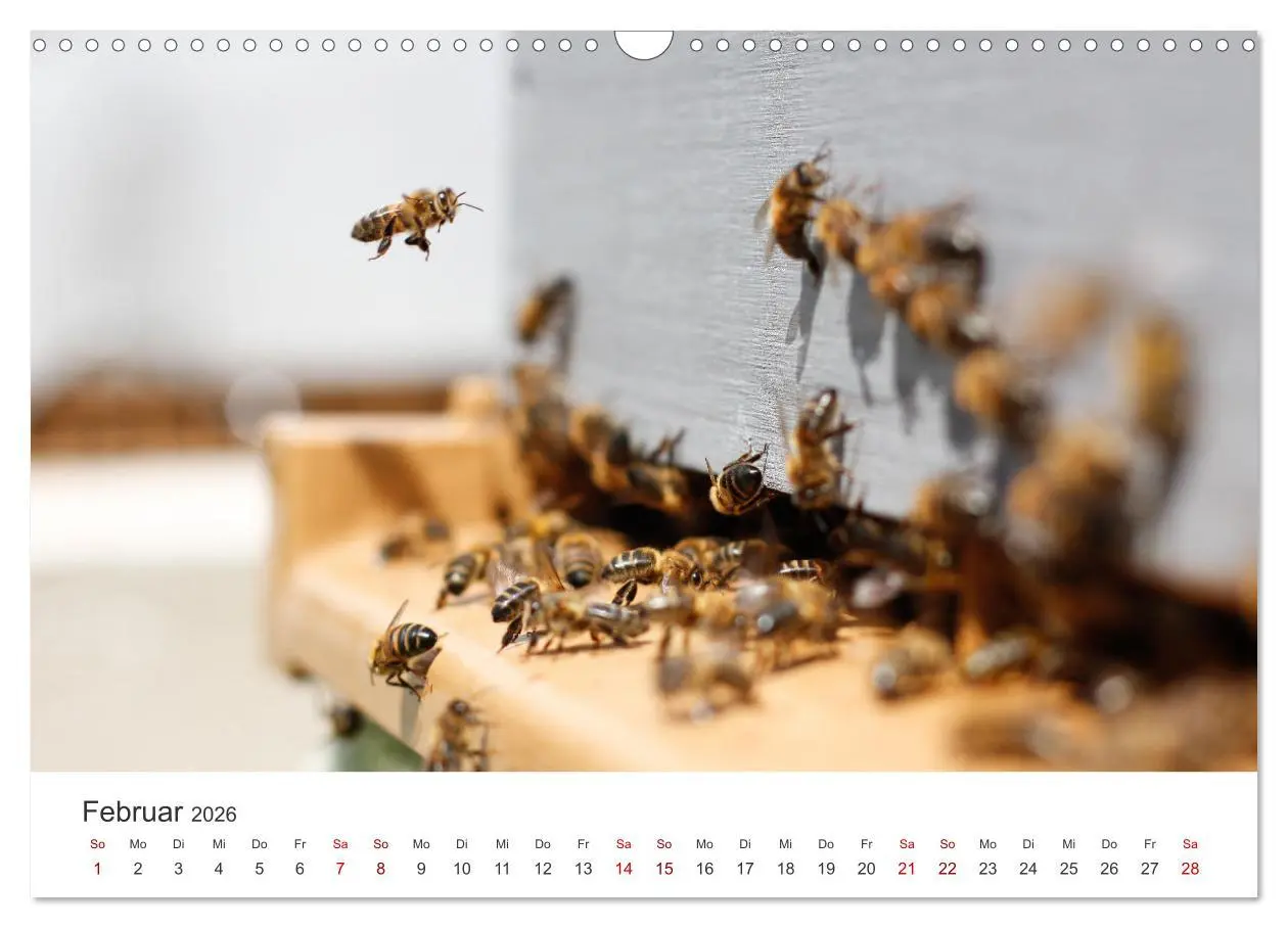 Bild: 9783457602911 | Bienen - Die fleißigen Tierchen die den Honig herstellen....