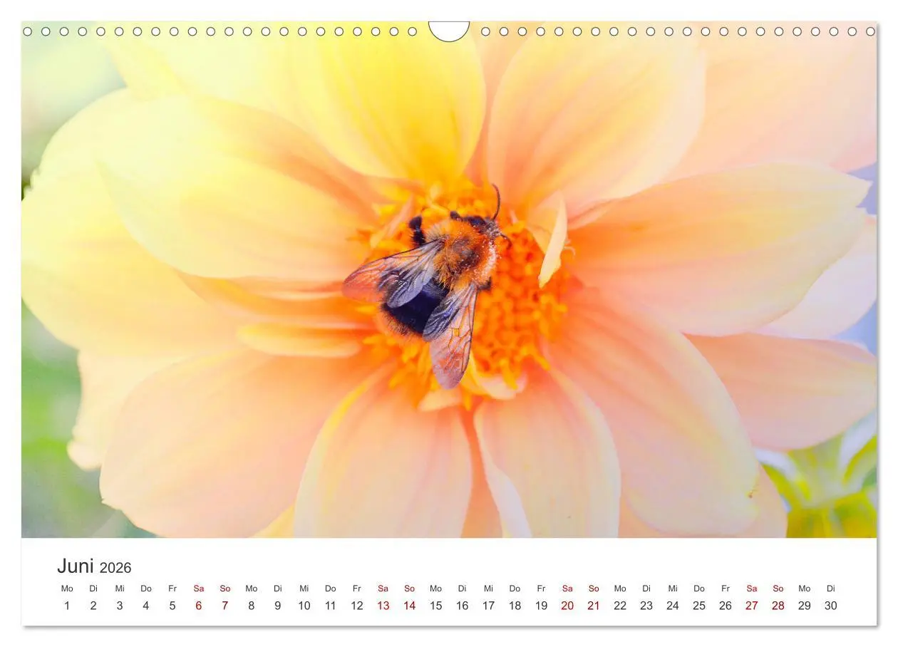 Bild: 9783457602911 | Bienen - Die fleißigen Tierchen die den Honig herstellen....