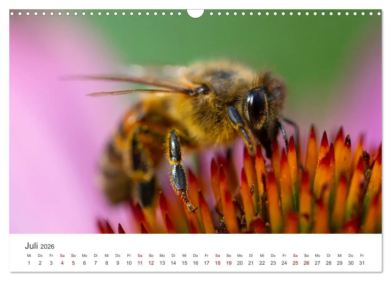 Bild: 9783457602911 | Bienen - Die fleißigen Tierchen die den Honig herstellen....