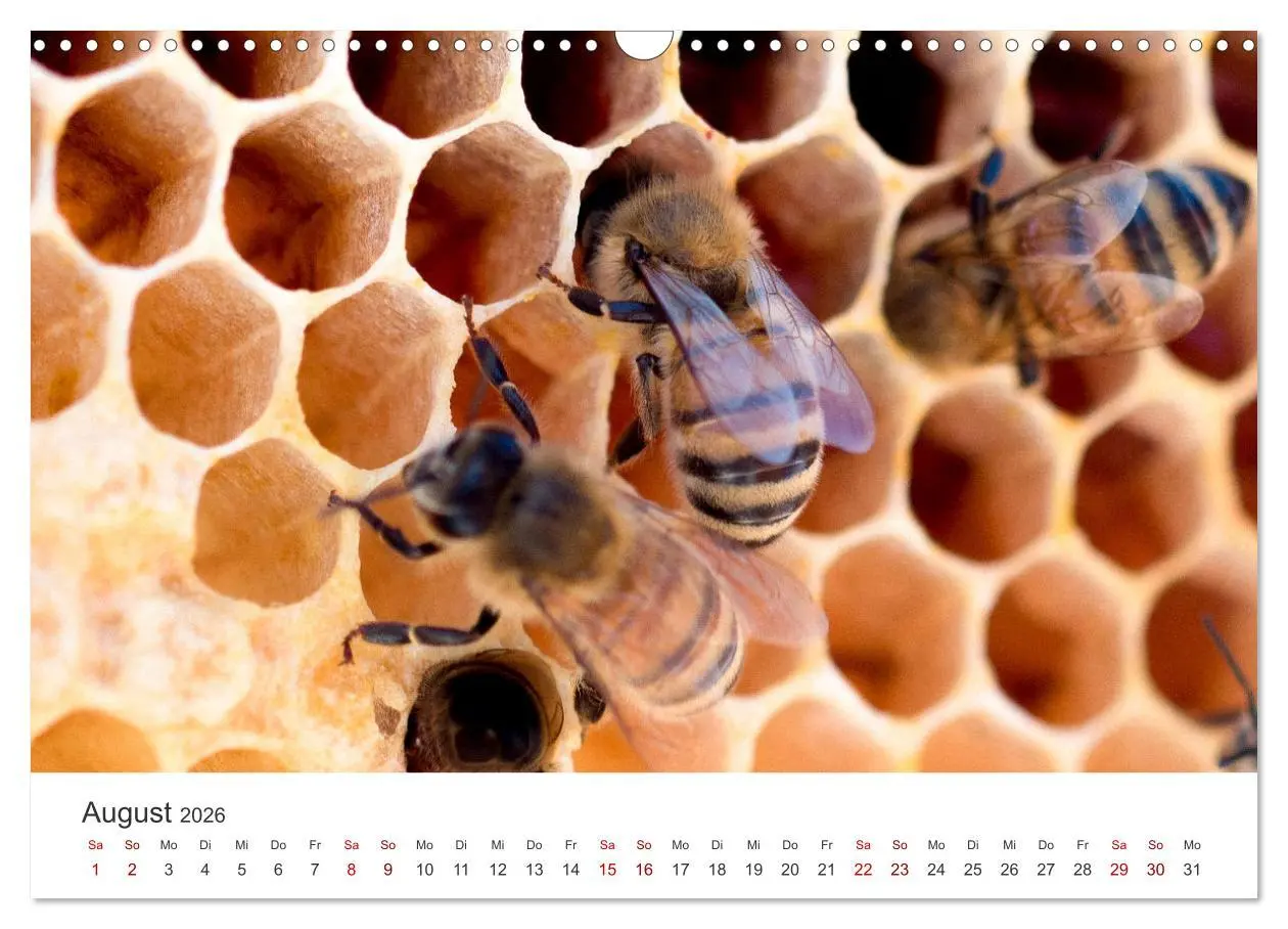 Bild: 9783457602911 | Bienen - Die fleißigen Tierchen die den Honig herstellen....