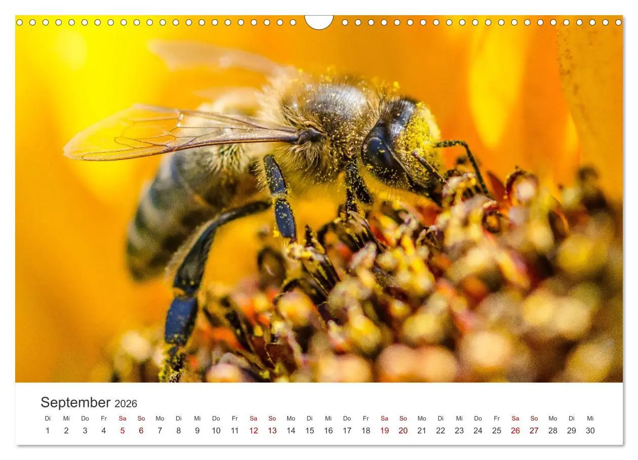 Bild: 9783457602911 | Bienen - Die fleißigen Tierchen die den Honig herstellen....