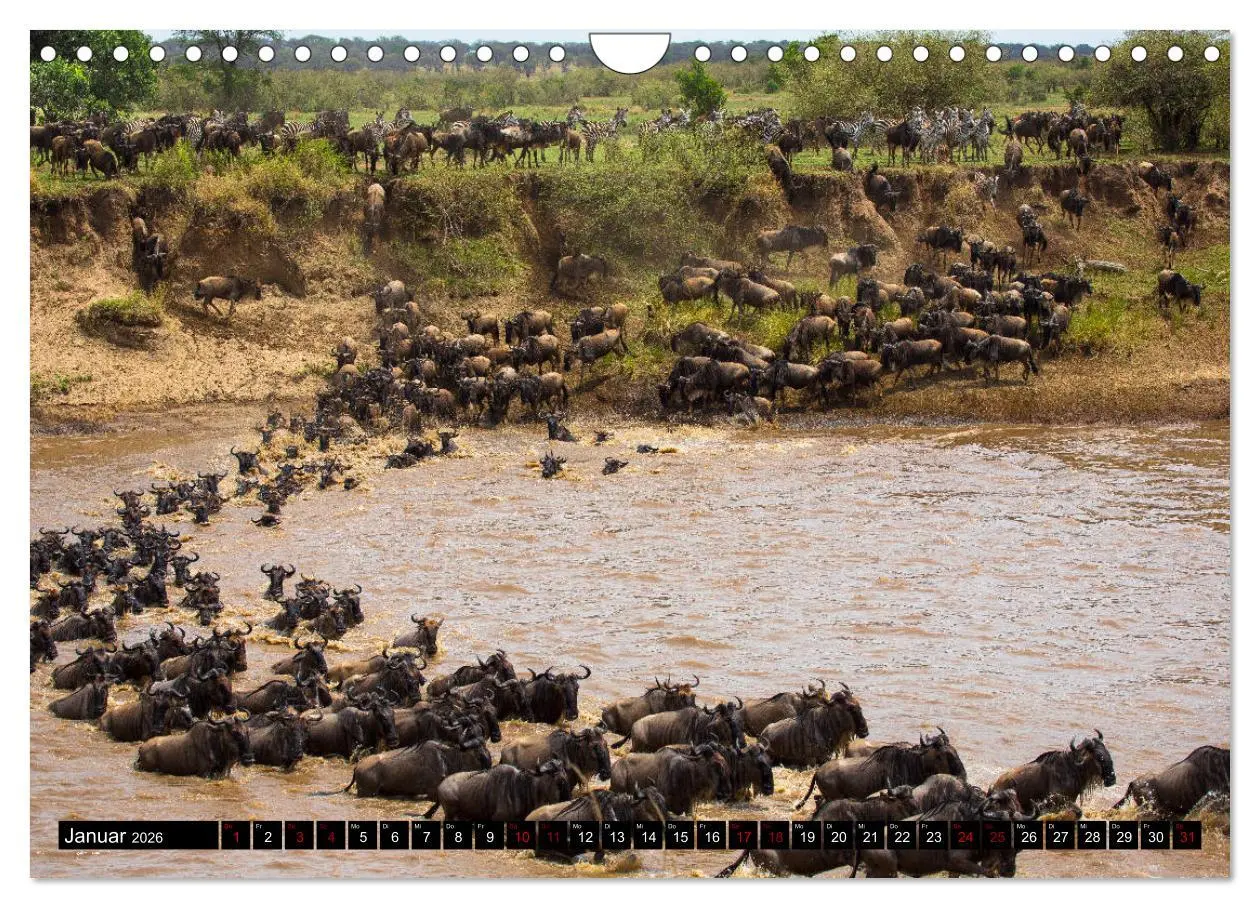 Bild: 9783457842911 | Tansania - Tierwanderung in der Serengeti (Wandkalender 2026 DIN A4...