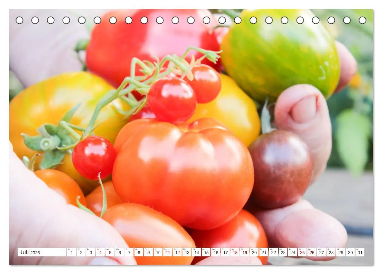 Bild: 9783457912911 | Alte Historische Tomaten (Tischkalender 2026 DIN A5 quer), CALVENDO...