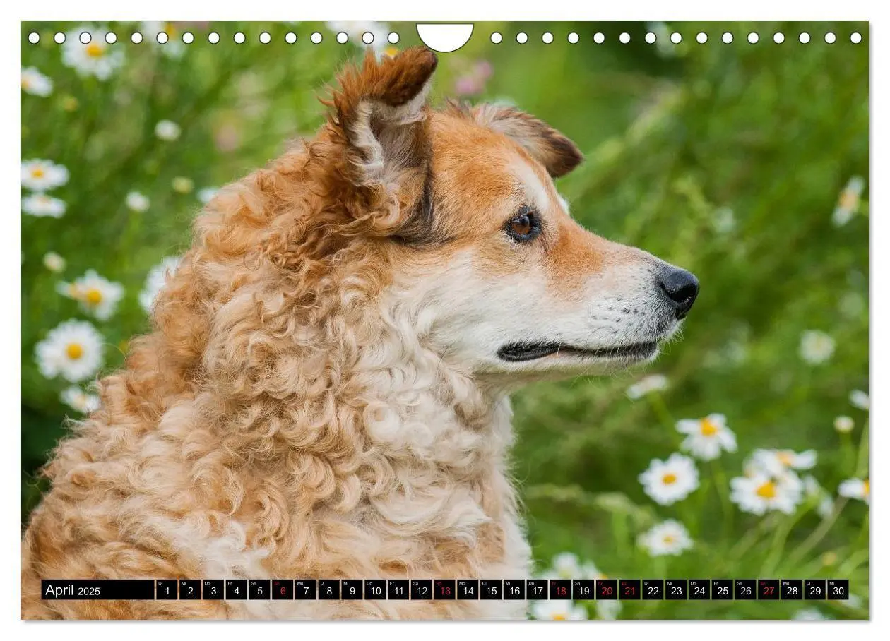 Bild: 9783435573011 | Altdeutsche Hütehunde - Fast vergessen (Wandkalender 2025 DIN A4...
