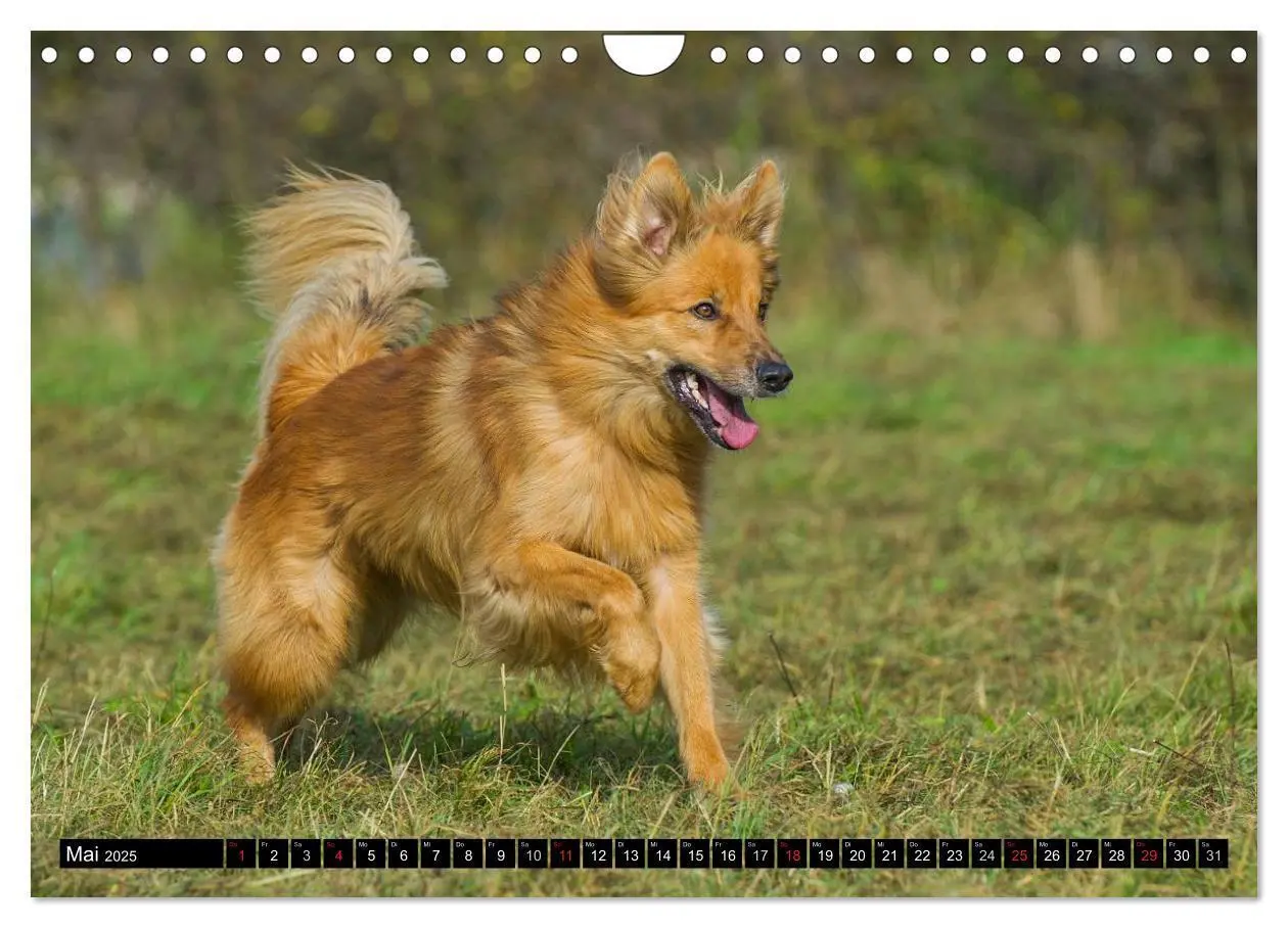 Bild: 9783435573011 | Altdeutsche Hütehunde - Fast vergessen (Wandkalender 2025 DIN A4...