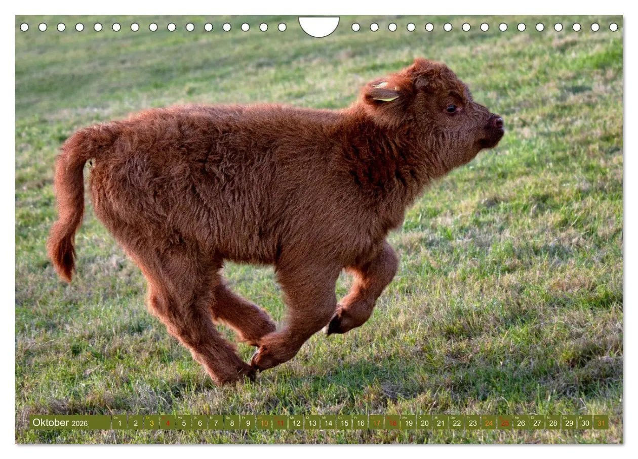 Bild: 9783457663011 | Geliebte Highlander (Wandkalender 2026 DIN A4 quer), CALVENDO...
