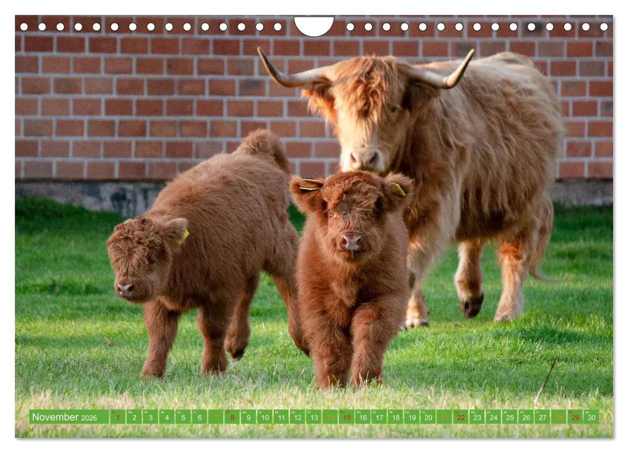 Bild: 9783457663011 | Geliebte Highlander (Wandkalender 2026 DIN A4 quer), CALVENDO...