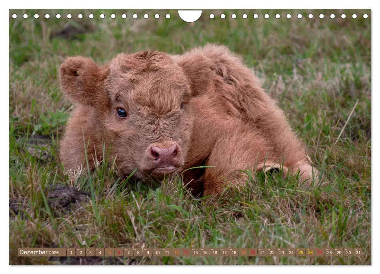 Bild: 9783457663011 | Geliebte Highlander (Wandkalender 2026 DIN A4 quer), CALVENDO...