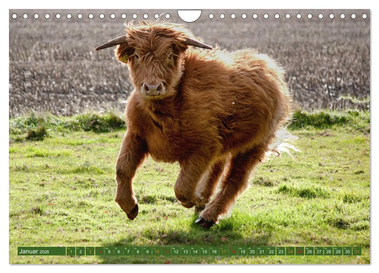Bild: 9783457663011 | Geliebte Highlander (Wandkalender 2026 DIN A4 quer), CALVENDO...