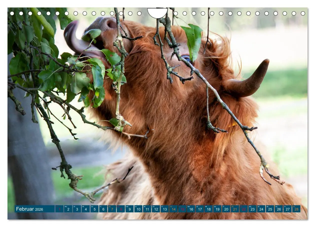 Bild: 9783457663011 | Geliebte Highlander (Wandkalender 2026 DIN A4 quer), CALVENDO...