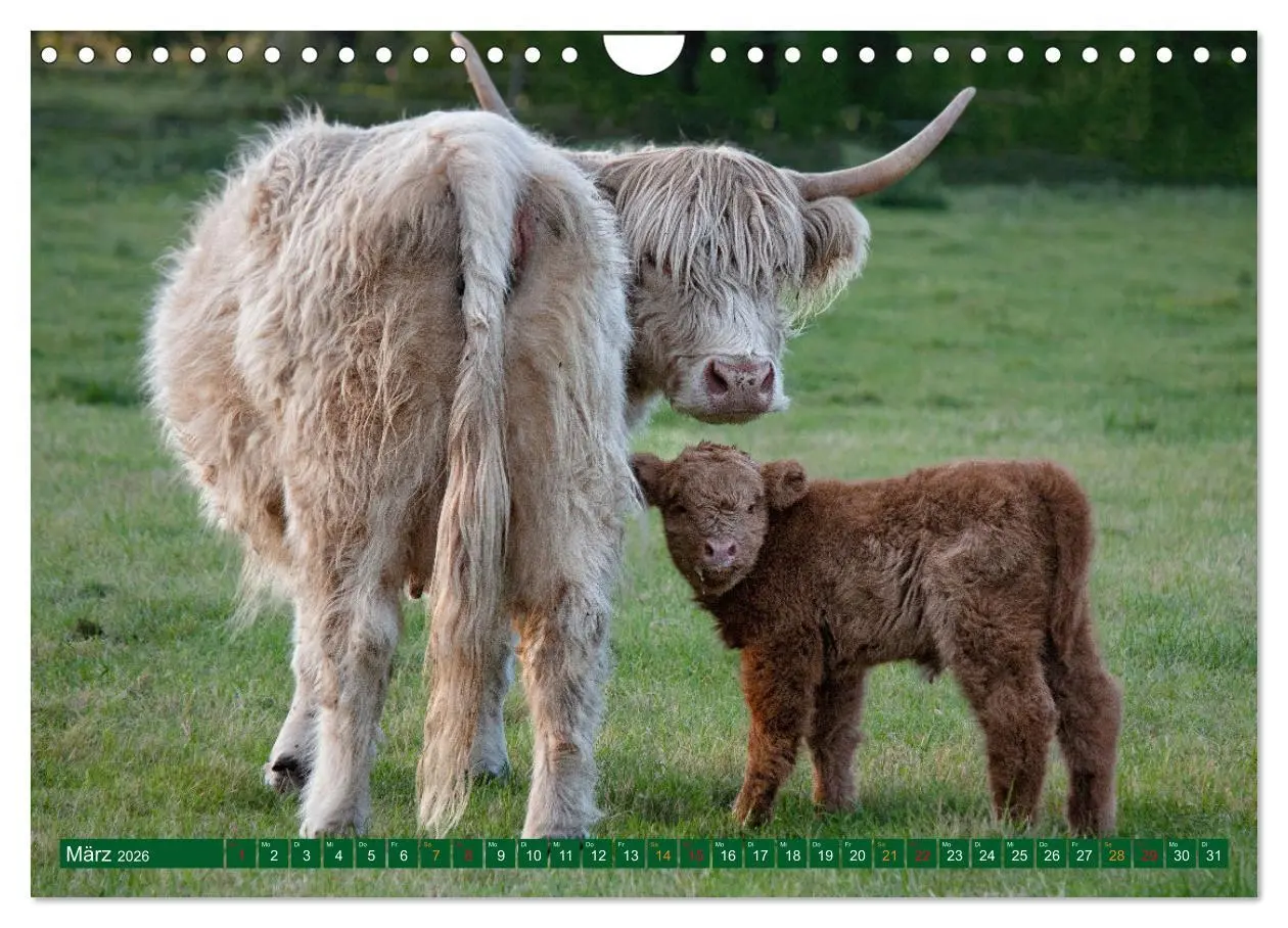 Bild: 9783457663011 | Geliebte Highlander (Wandkalender 2026 DIN A4 quer), CALVENDO...