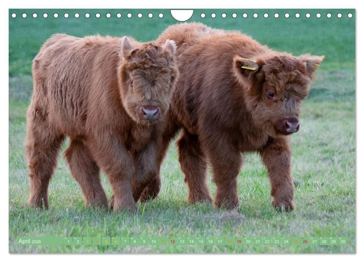 Bild: 9783457663011 | Geliebte Highlander (Wandkalender 2026 DIN A4 quer), CALVENDO...
