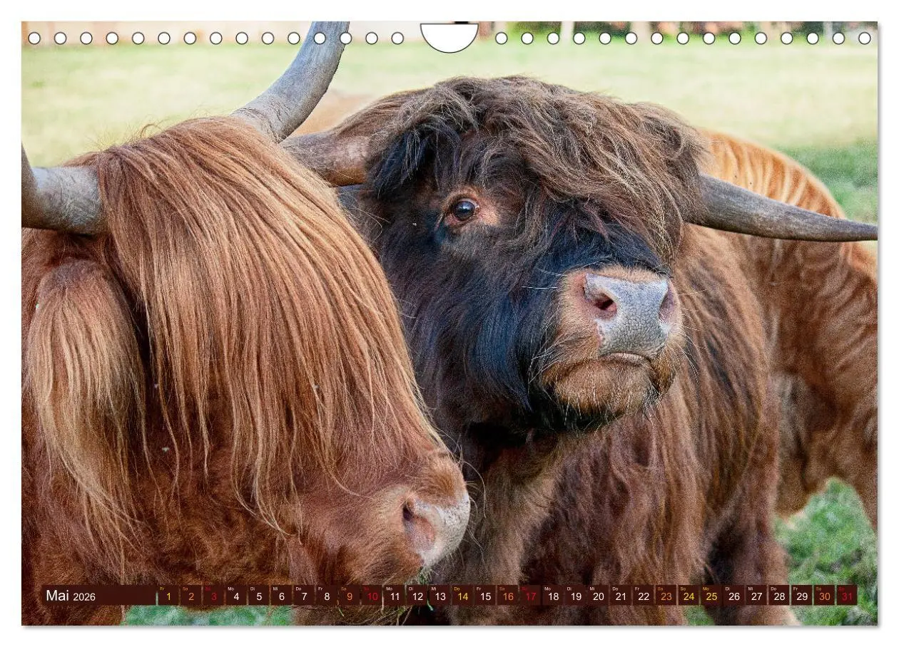 Bild: 9783457663011 | Geliebte Highlander (Wandkalender 2026 DIN A4 quer), CALVENDO...
