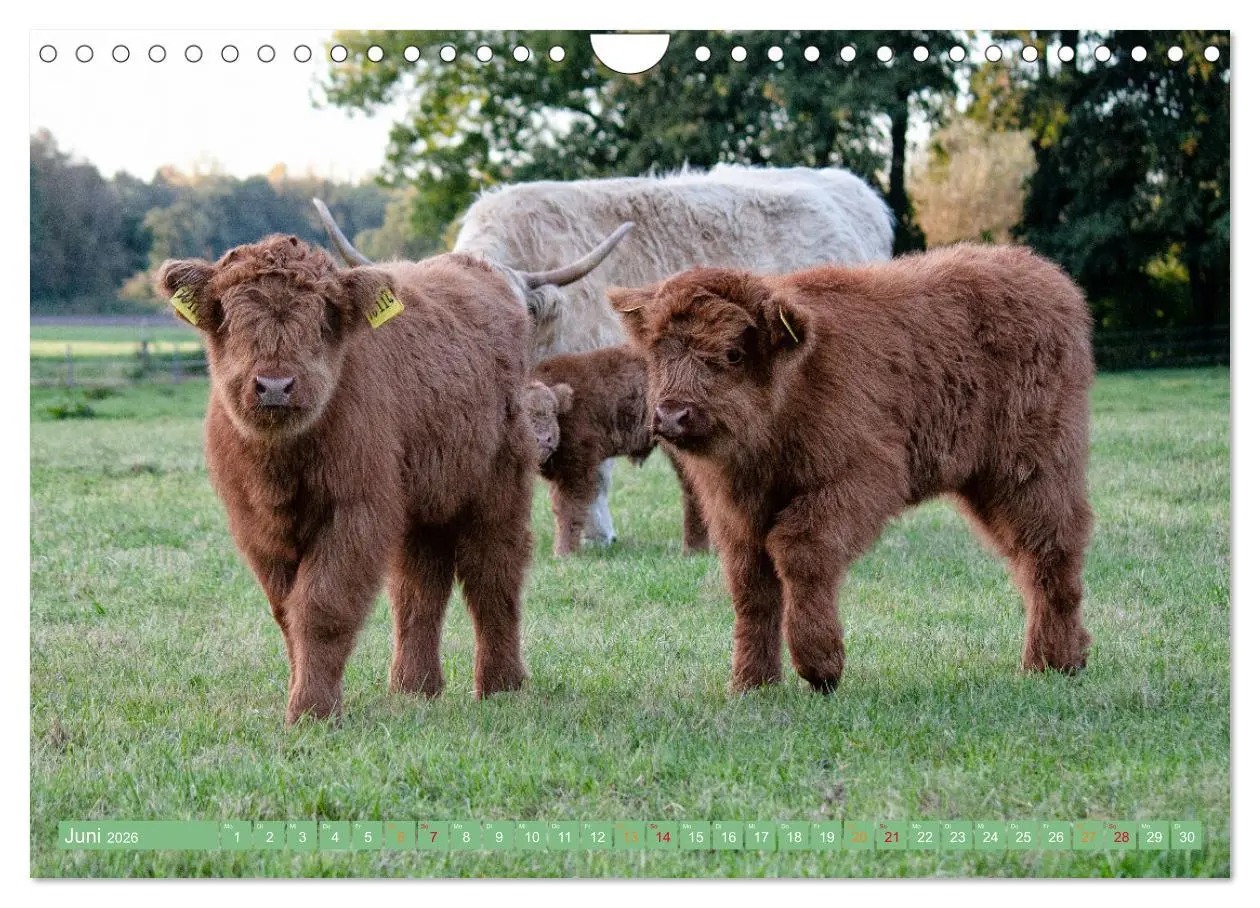 Bild: 9783457663011 | Geliebte Highlander (Wandkalender 2026 DIN A4 quer), CALVENDO...
