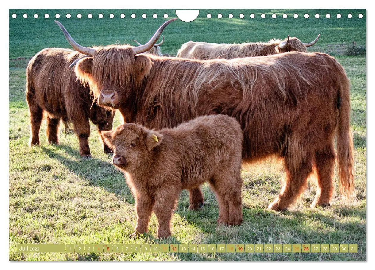 Bild: 9783457663011 | Geliebte Highlander (Wandkalender 2026 DIN A4 quer), CALVENDO...