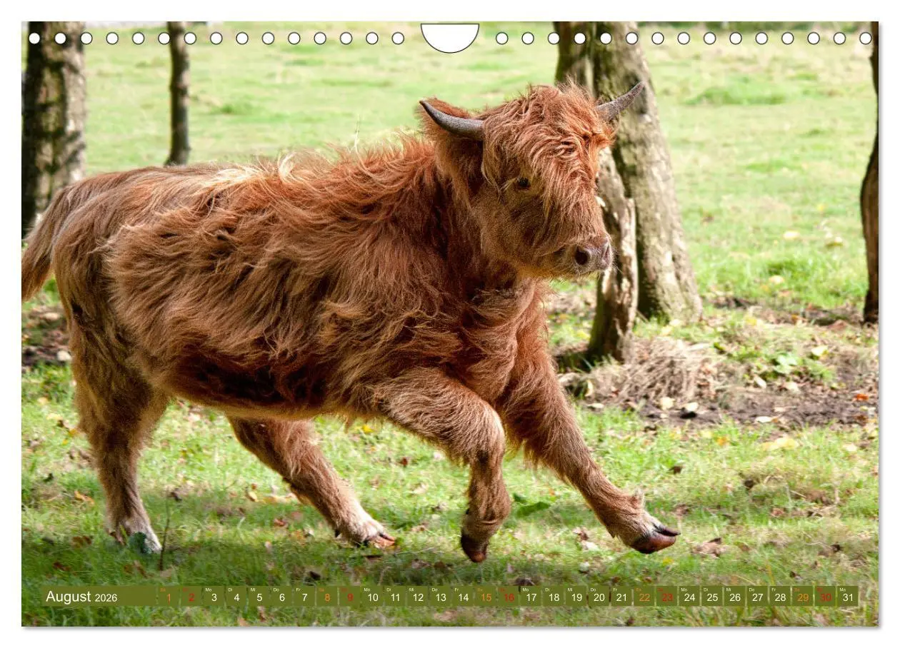 Bild: 9783457663011 | Geliebte Highlander (Wandkalender 2026 DIN A4 quer), CALVENDO...