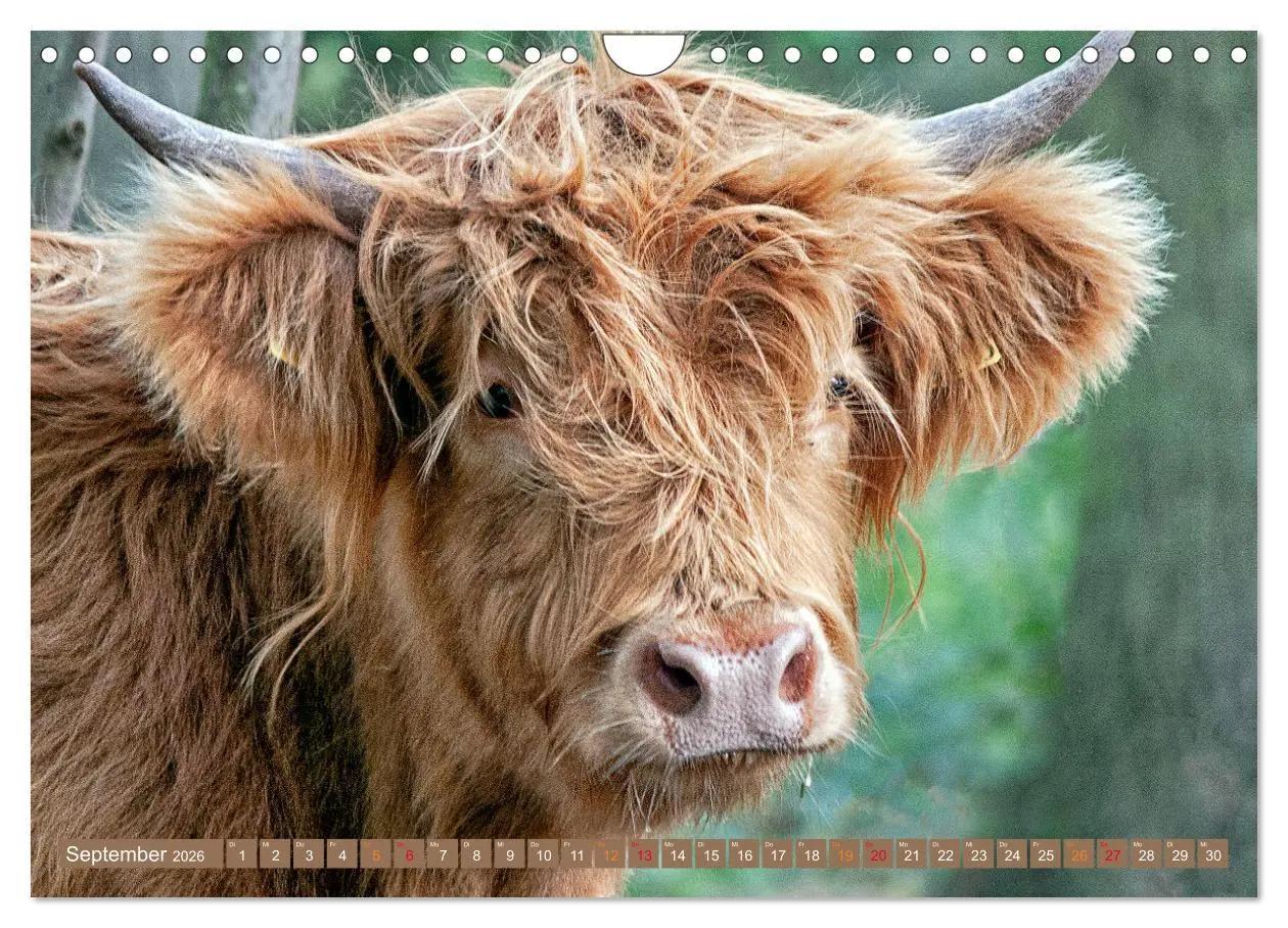 Bild: 9783457663011 | Geliebte Highlander (Wandkalender 2026 DIN A4 quer), CALVENDO...