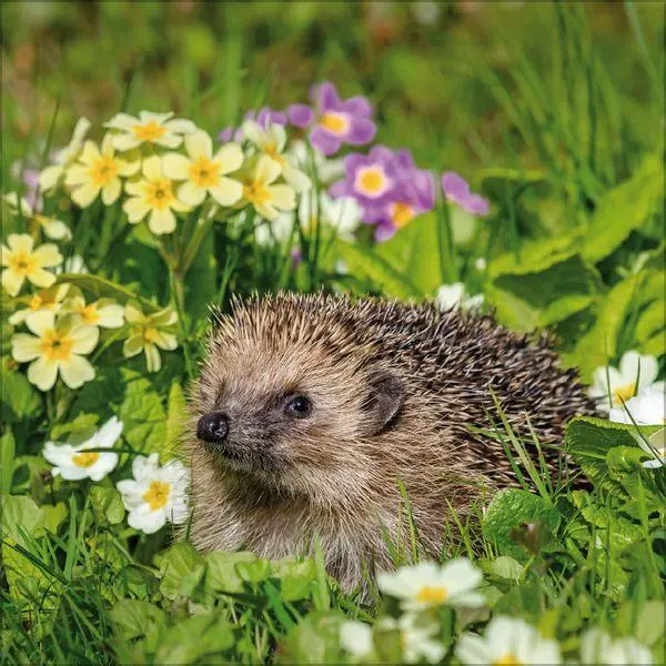 Bild: 9783819303111 | Igel 2027 | Verlag Korsch | Kalender | 13 S. | Deutsch | 2027