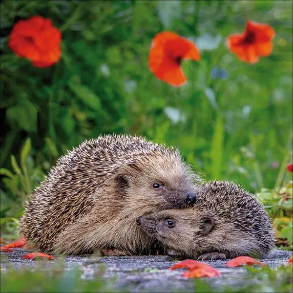 Bild: 9783819303111 | Igel 2027 | Verlag Korsch | Kalender | 13 S. | Deutsch | 2027
