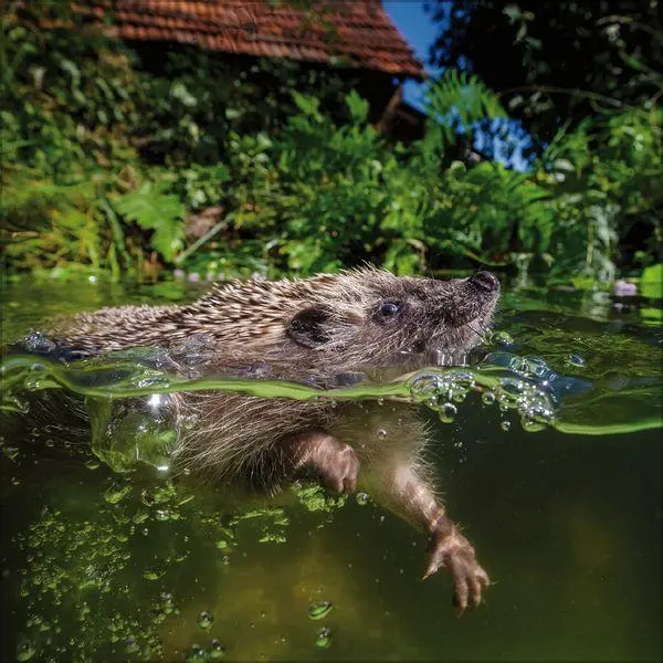 Bild: 9783819303111 | Igel 2027 | Verlag Korsch | Kalender | 13 S. | Deutsch | 2027