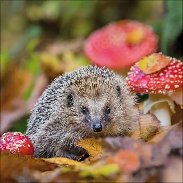 Bild: 9783819303111 | Igel 2027 | Verlag Korsch | Kalender | 13 S. | Deutsch | 2027