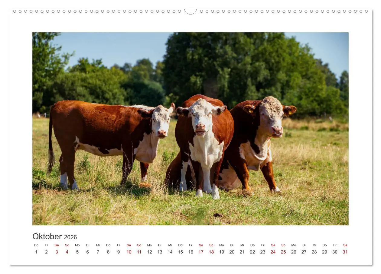 Bild: 9783457573211 | Kühe - auf unseren Weiden (Wandkalender 2026 DIN A2 quer), CALVENDO...